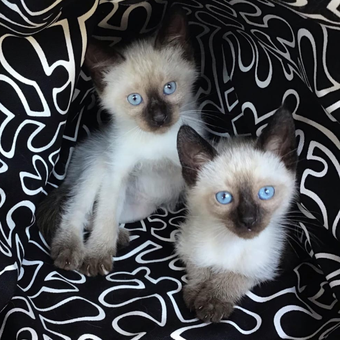 es una pareja de gatitos siamés tiernos